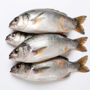 croaker fish